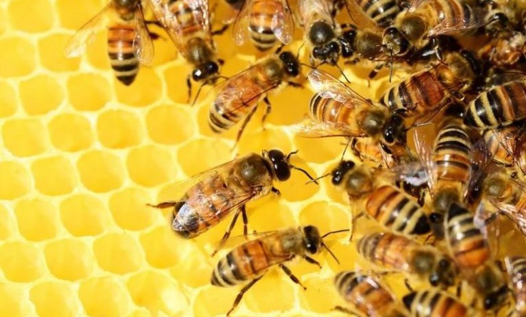 رؤية النحلة في المنام