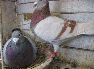 تفسير عش الحمام في المنام