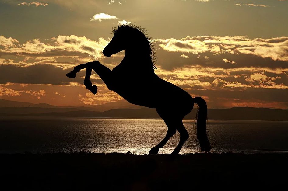 Unelma ruskeasta hevosesta
