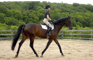 ركوب الخيل في المنام