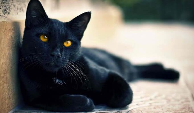 كل ما تبحث عنه في تفسير حلم القطة السوداء في المنام موقع مصري