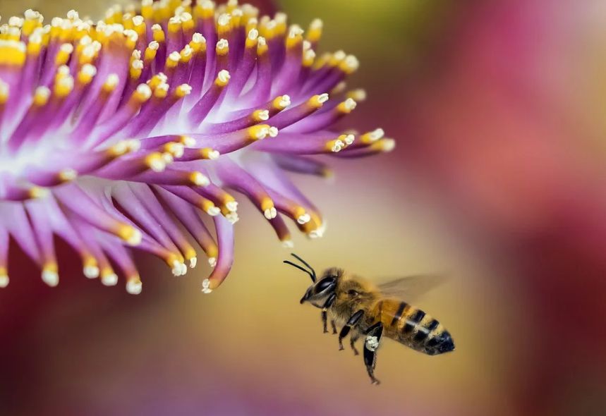 حلم لدغة النحلة