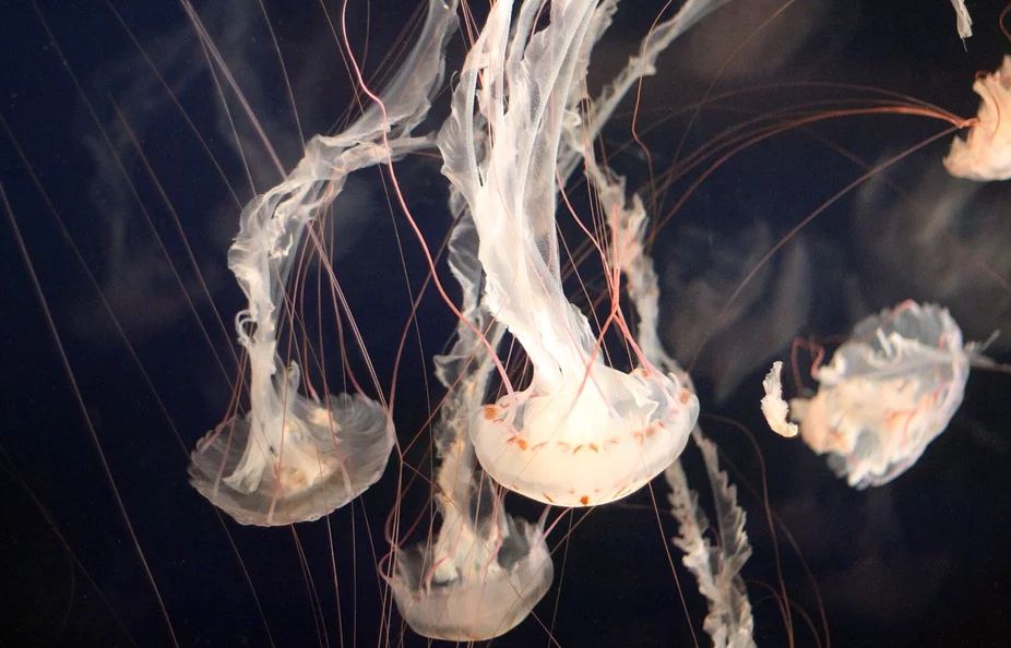 Jellyfish sa usa ka damgo