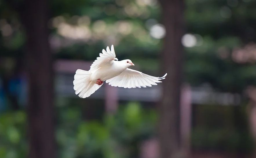 Droom van een vliegende witte duif