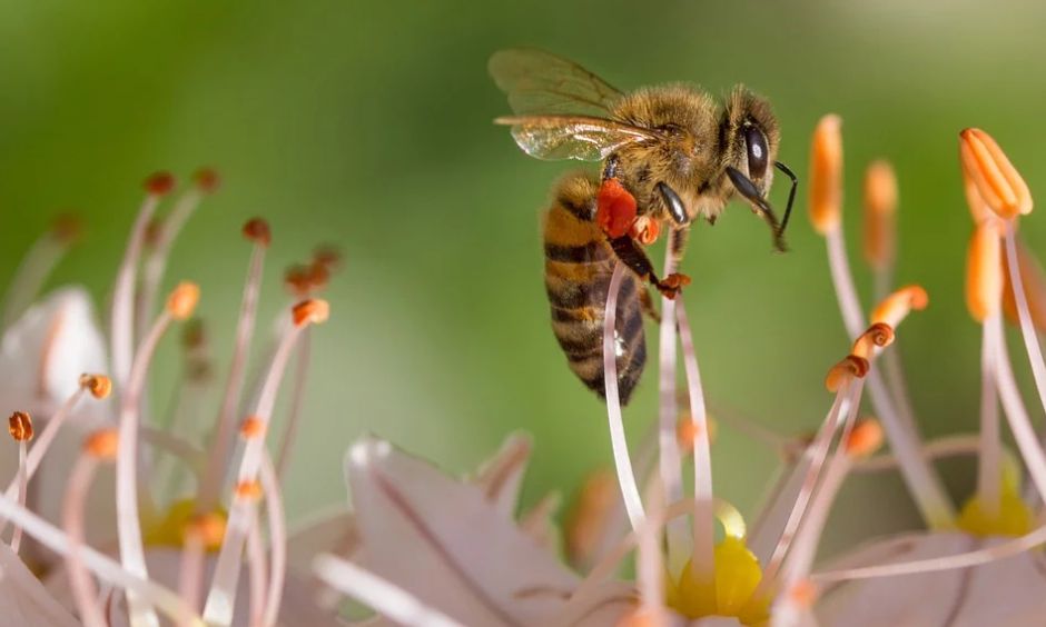 تفسير حلم النحل 