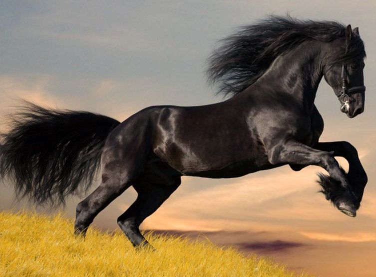 الحصان الأسود في المنام
