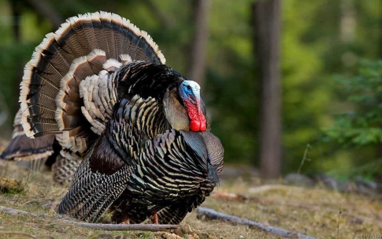 تفسير حلم الديك الرومي في المنام