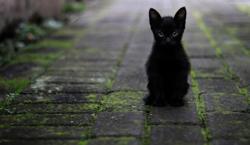 zwarte katten