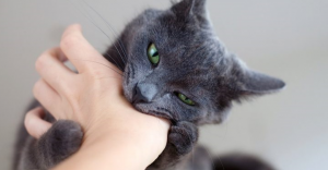 عضة القط في المنام