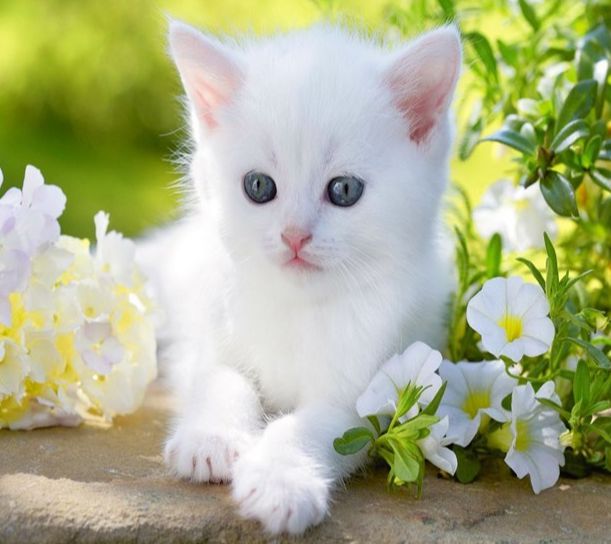 Es sapņoju par baltu kaķi