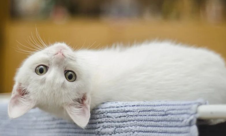 Бела мачка у сну