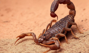 رؤية العقرب في المنام وقتلها