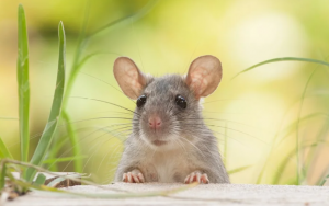 تفسير حلم الفار للمتزوجة