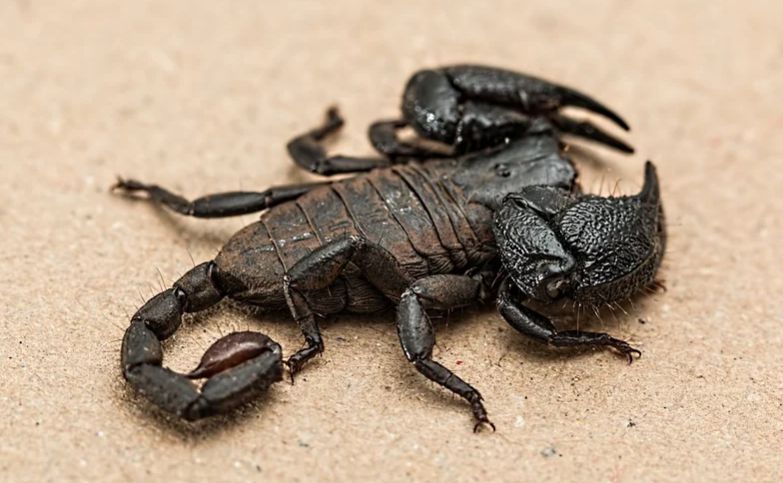 skorpion gift