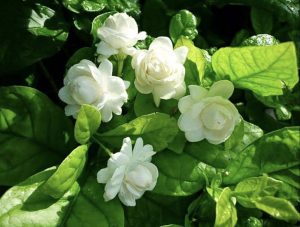 الفل في المنام