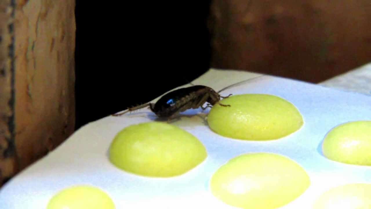 Droom van grote kakkerlakken in een droom