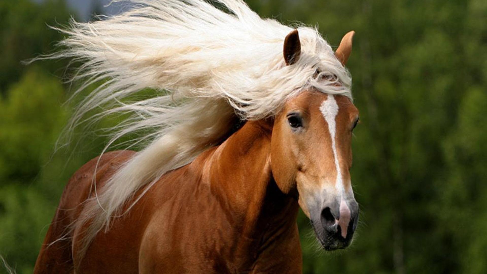 Tumačenje snova o jahanju konja za slobodnog mladića