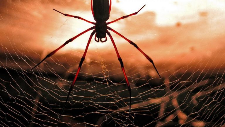 العناكب في المنام لابن سيرين