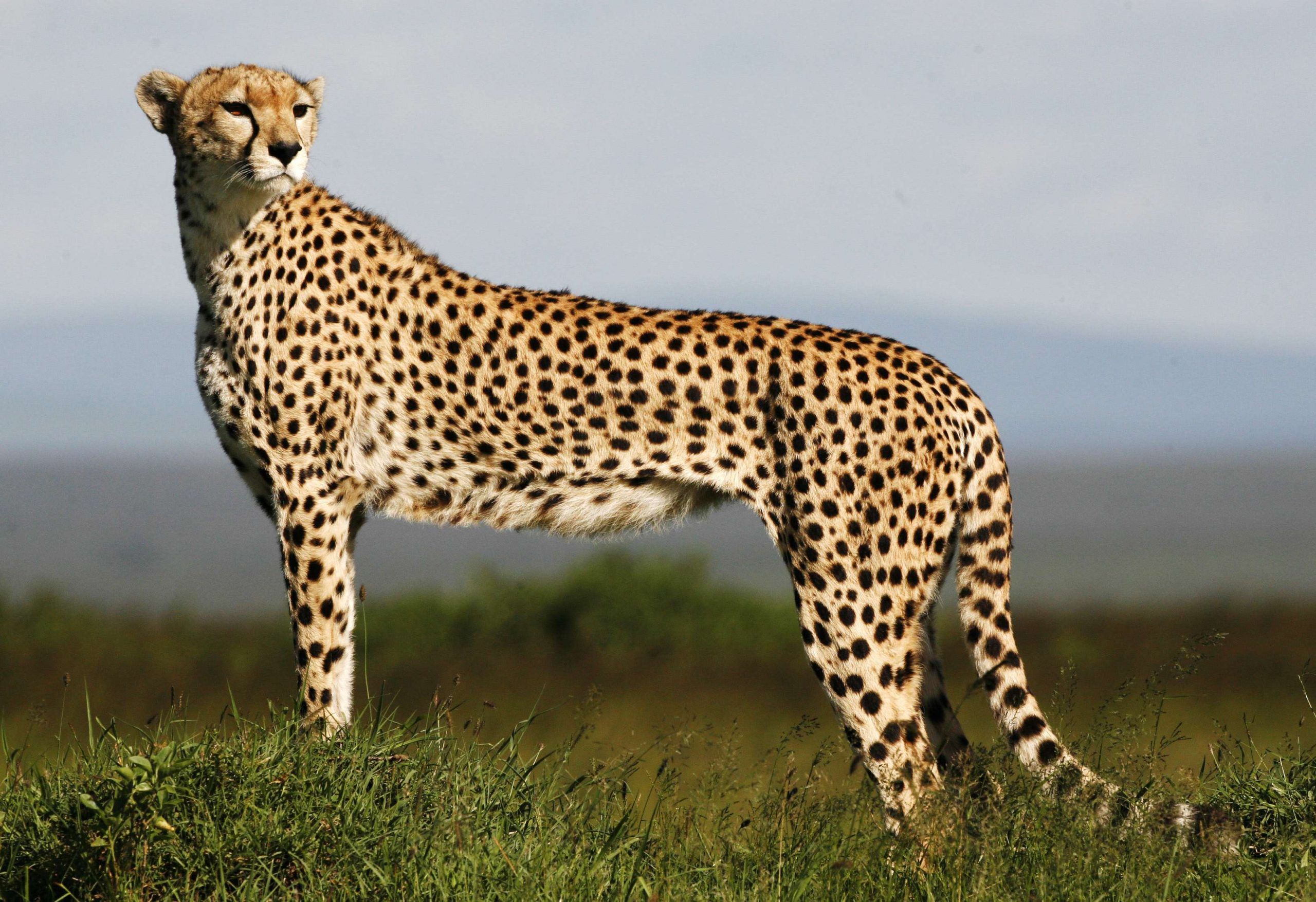 An samhla leopard ann an aisling a