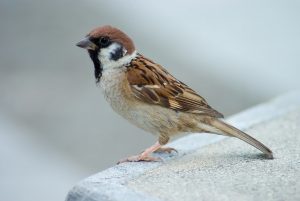 تفسير دخول العصفور للمنزل