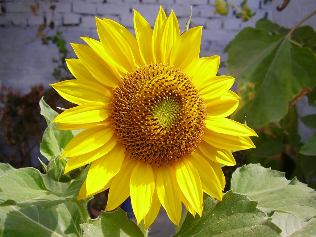 Sunflowers ninu ala