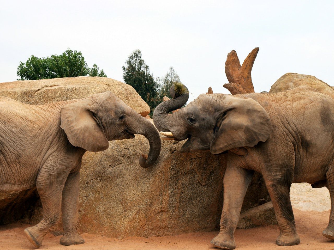 африкански слон животно голем слон 584186 - египетска локација