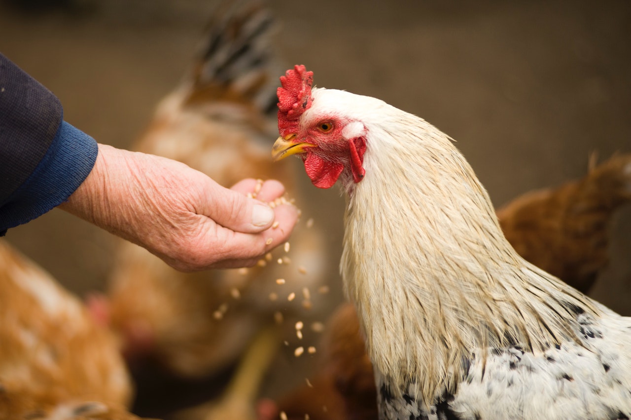 جانوروں کا چکن کاکریل دیہی علاقوں 375510 - مصری سائٹ