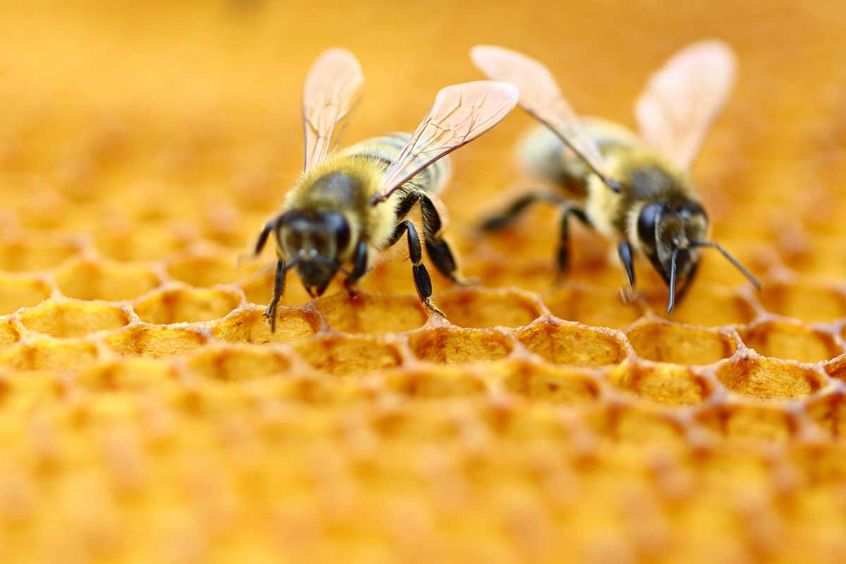 النحل في المنام