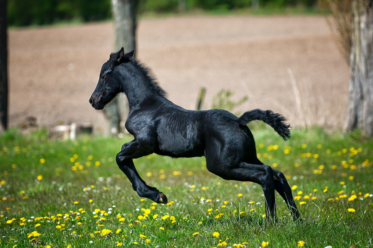црни коњ трчи по травнатом пољу са цвећем 634613 - египатски сајт