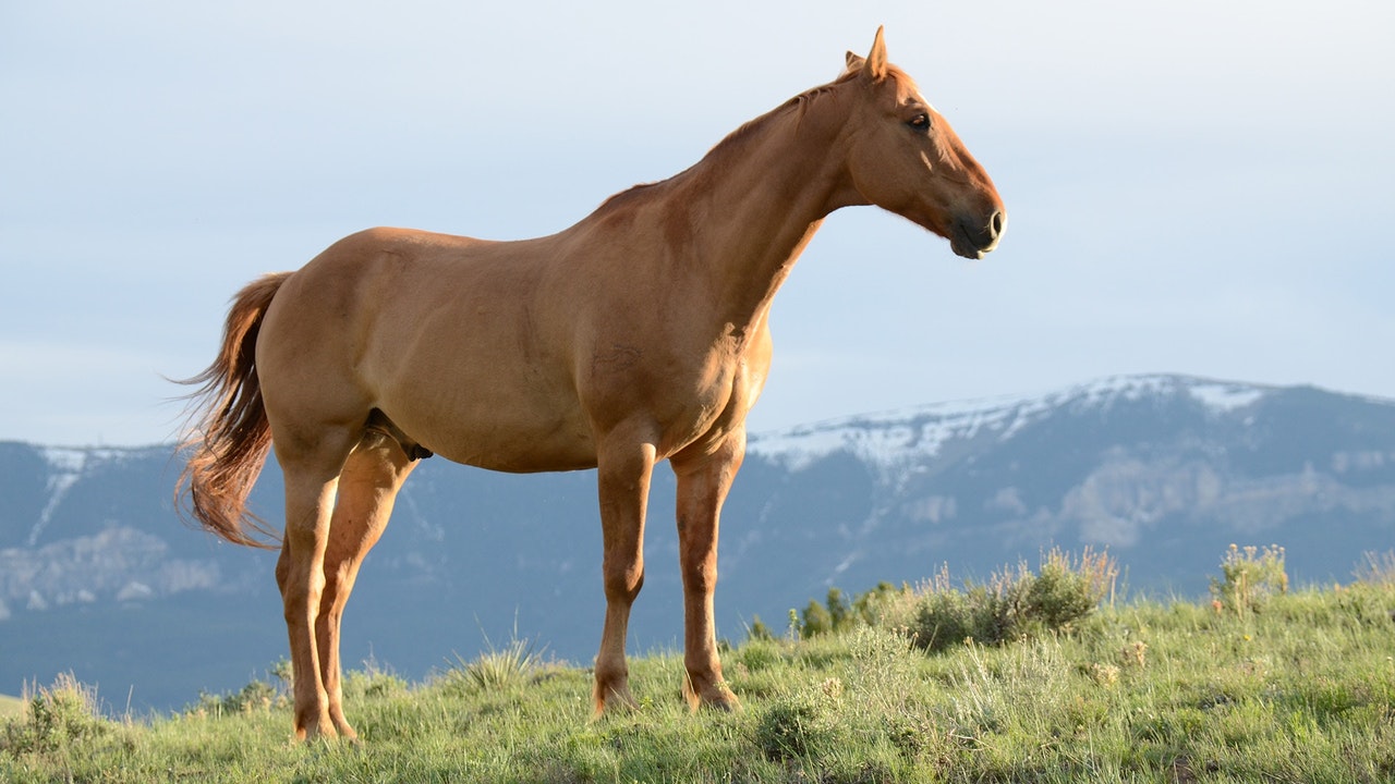 brown horse on grass field 635499 - Situs Mesir