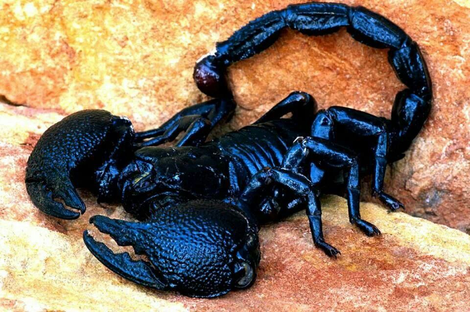 Svart skorpion drøm