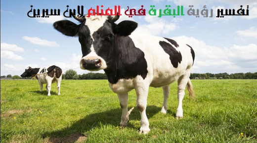 Interpretasie om 'n koei in 'n droom te sien deur Ibn Sirin en Ibn Shaheen
