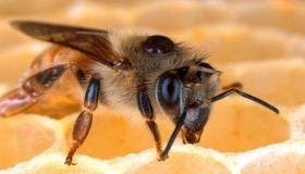 10 دلالات لرؤية النحل في المنام لابن سيرين تعرف عليهم بالتفصيل