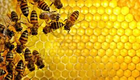 أدق 30 دلالة لتفسير حلم النحل يطاردني في المنام لابن سيرين