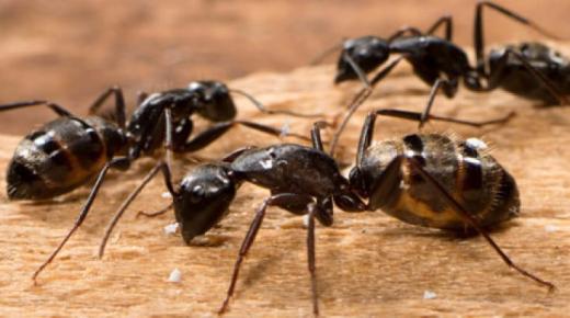 أهم تفسيرات ابن سيرين لرؤية النملة في المنام