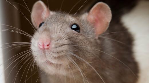 ما تفسير رؤية الفئران في المنام وقتلها لابن سيرين؟