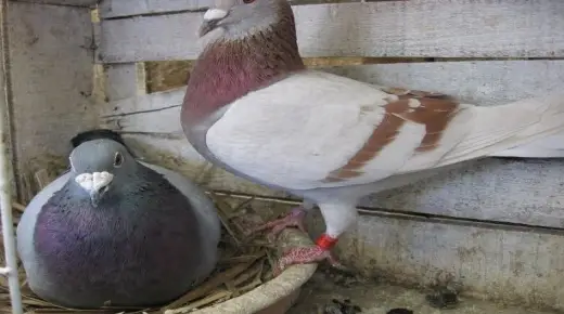 ما تفسير عش الحمام في المنام لابن سيرين؟