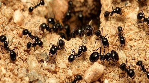 ما تفسير حلم النمل على الجسم لابن سيرين؟