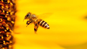 كل ما تبحث عنه في تفسير حلم النحل في المنام لكبار المفسرين