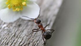 ماذا تعرف عن تفسير سورة النمل في المنام لابن سيرين؟