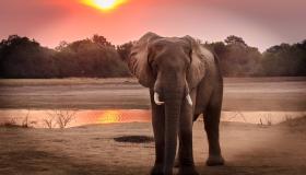 ماذا تعرف عن تفسيرات ابن سيرين لرؤية حلم الفيل في المنام؟