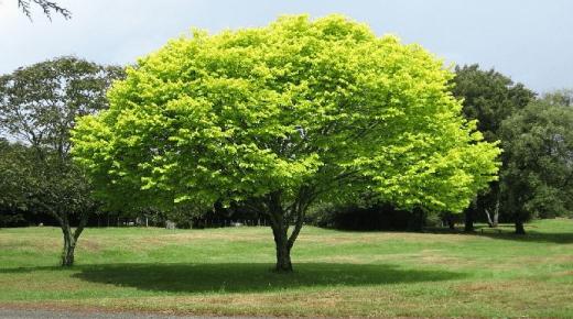 أهم 15 تفسير لابن سيرين لرؤية حلم الشجرة في المنام