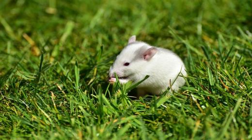 الفأر الأبيض في المنام وتفسير مطاردة الفأر الأبيض في المنام لابن سيرين