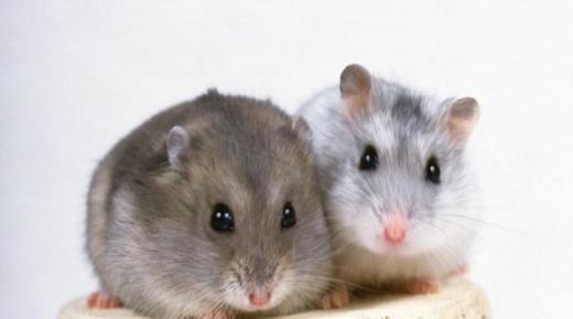 الفئران في المنام لابن سيرين وتفسير حلم الفئران الكثيرة ورؤية الفئران الصغيرة في المنام