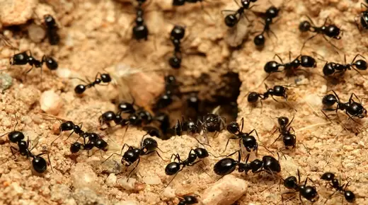 أهم 20 تفسير لحلم النمل لابن سيرين