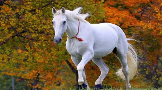 ما هو تفسير حلم الحصان الأبيض في المنام لابن سيرين والإمام الصادق؟