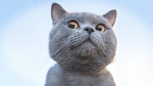 الهر في المنام