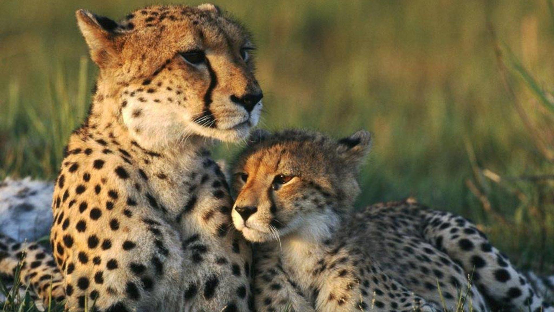 Tolkning av en drøm om en leopard for en gravid kvinne