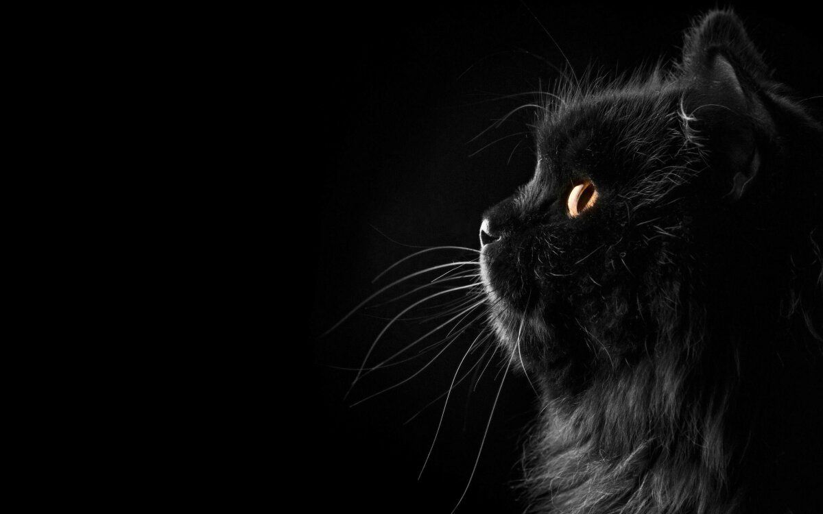 Zwarte kat in een droom voor alleenstaande vrouwen