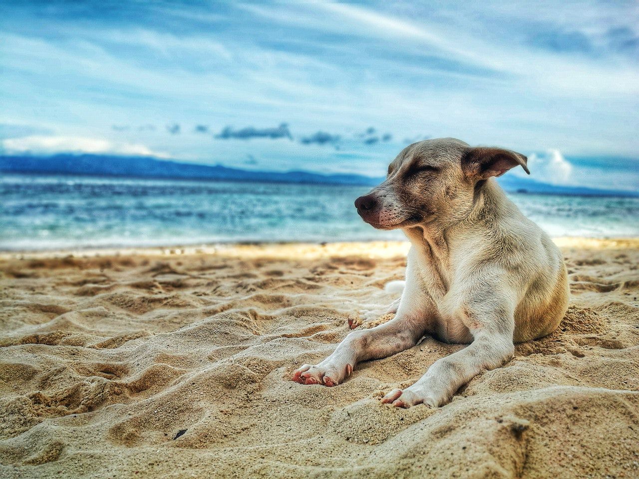 כלב שוכב על החוף 928449 - אתר מצרי
